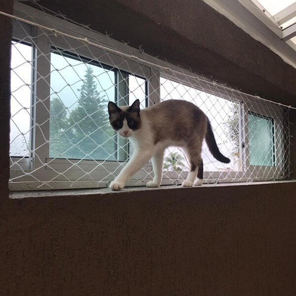 Rede de proteção para gatos em Colônia Dona Luíza